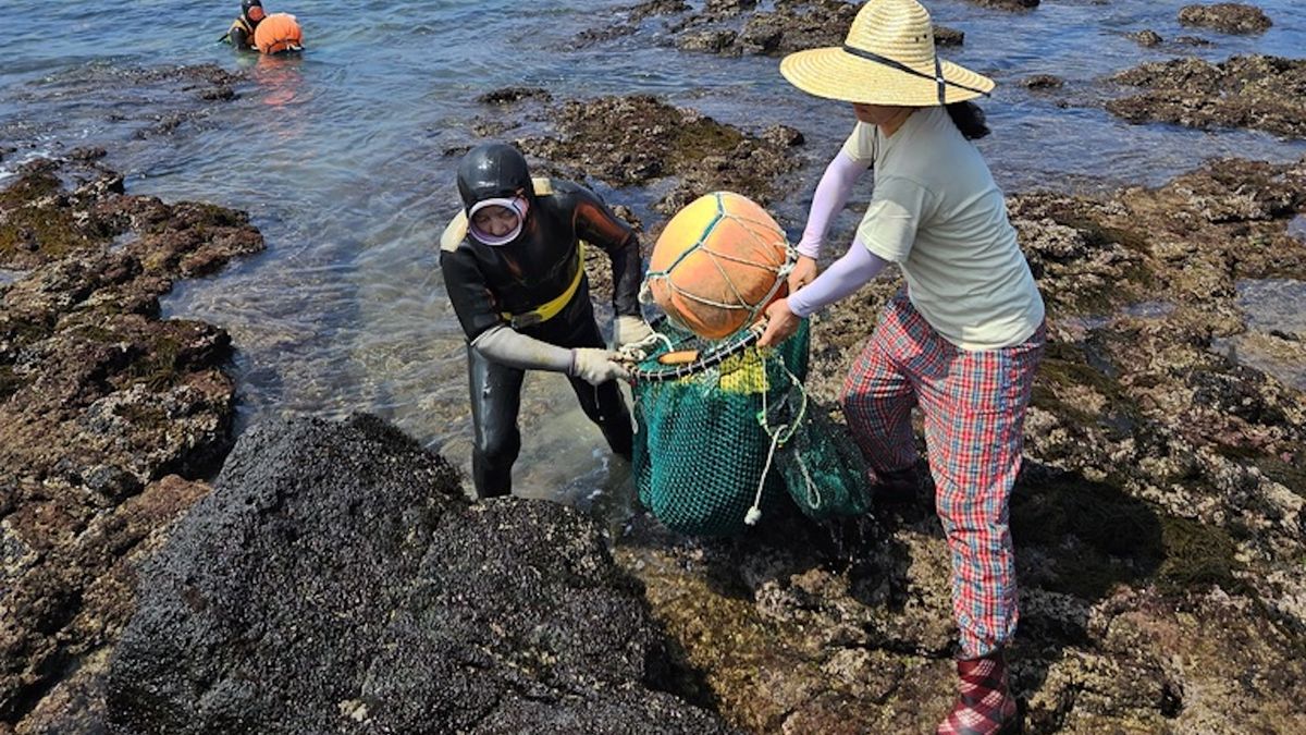 Legendary ‘women of the sea’ in South Korea freedive well into their 80s. A new study hints at how.