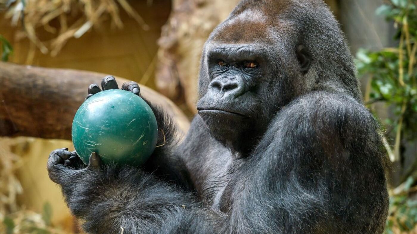 Gorillas have a big fight ahead of them, and it’s not against 100 men, expert says