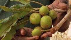 Why the trees behind shea butter beauty cream are under threat