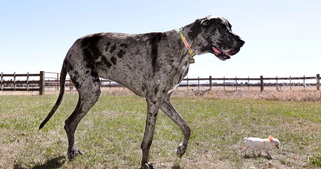 World’s tallest and smallest dogs meet up for Idaho playdate