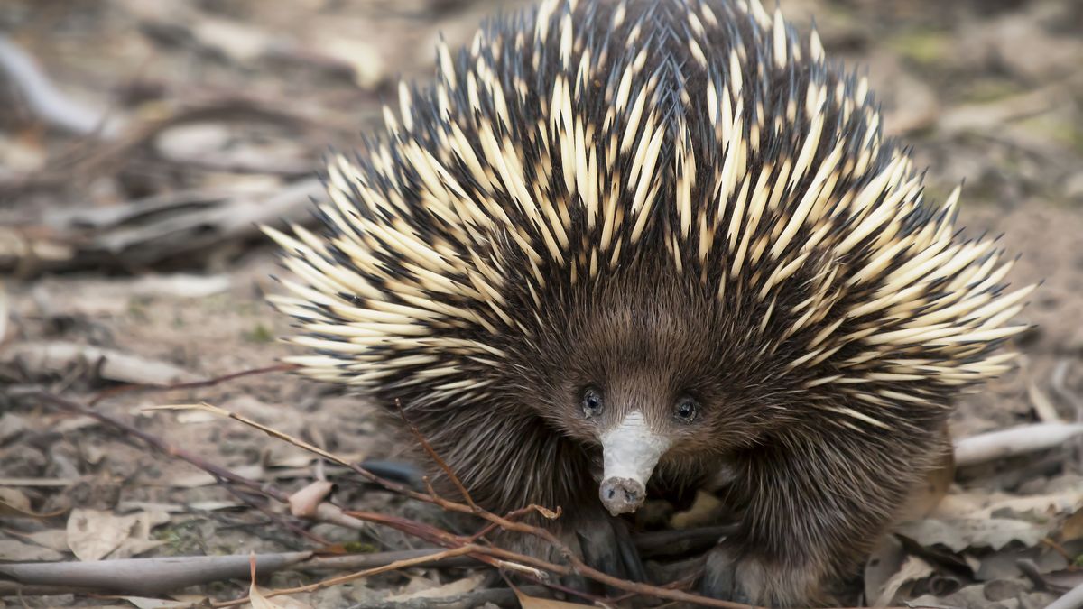 In rare evolutionary event, weird platypus cousin evolved from living in water to living on land