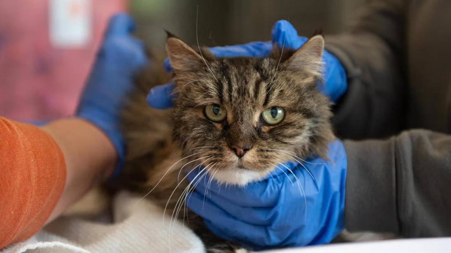 Cat survives nearly 400-foot fall at Utah national park that killed its 2 owners