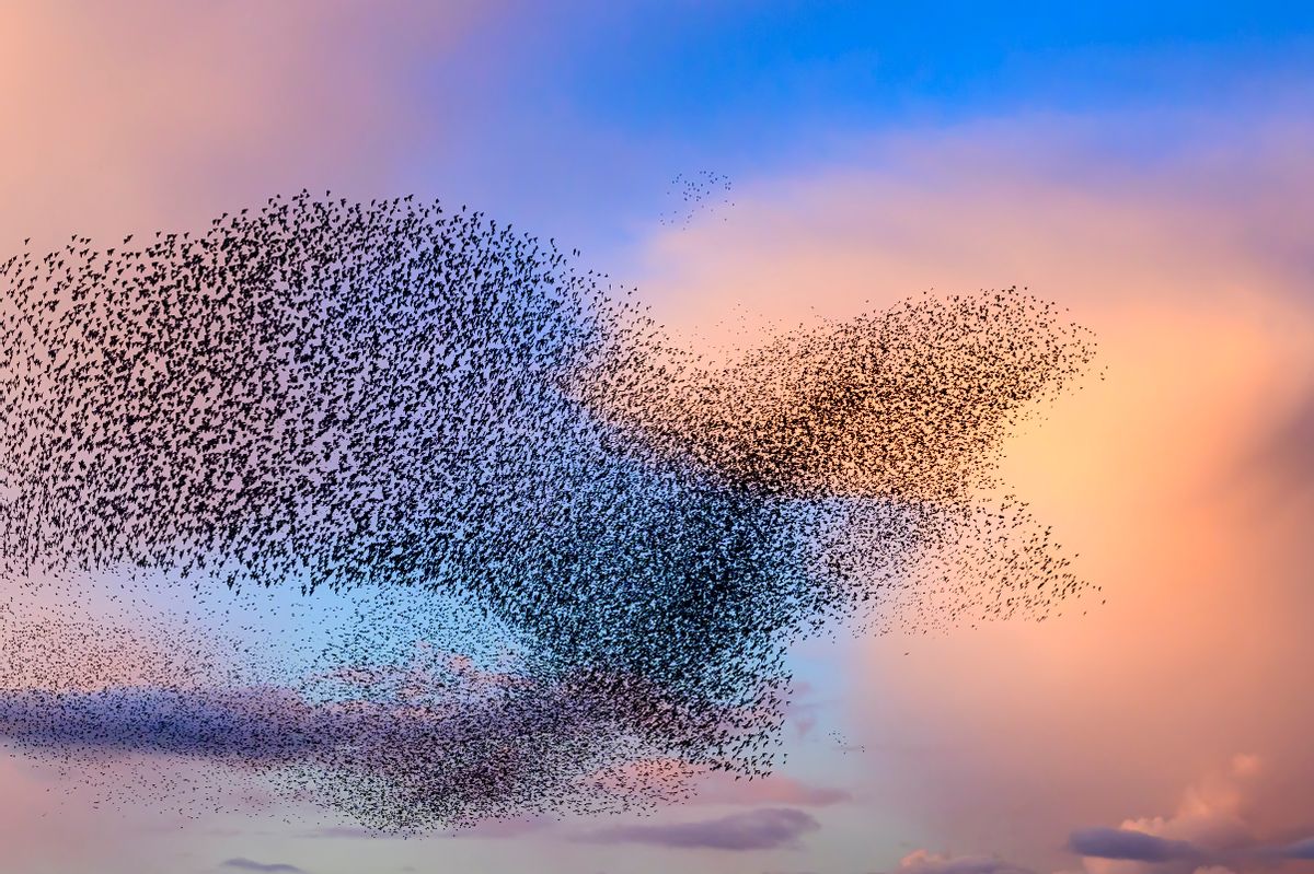 Yes, photographers have genuinely captured images of starlings flying in the shape of a bird
