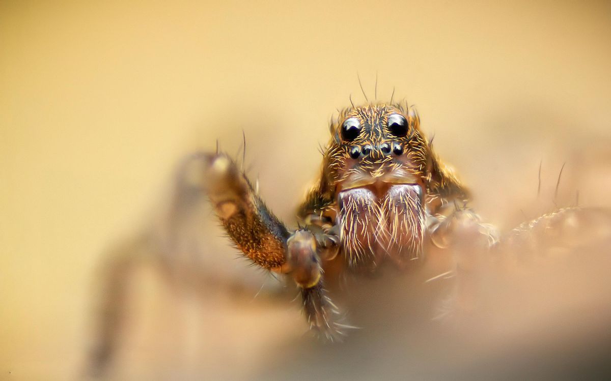 No, scared spiders don’t run toward people for protection
