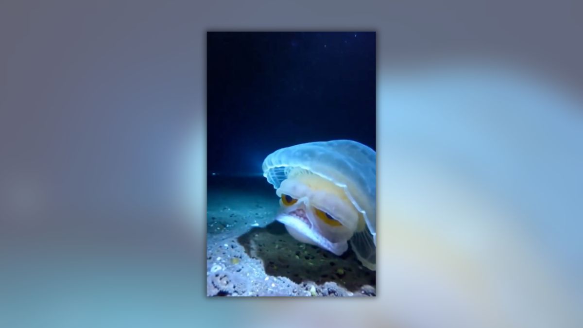 Don’t be duped by this AI-generated video of a big-eyed jellyfish