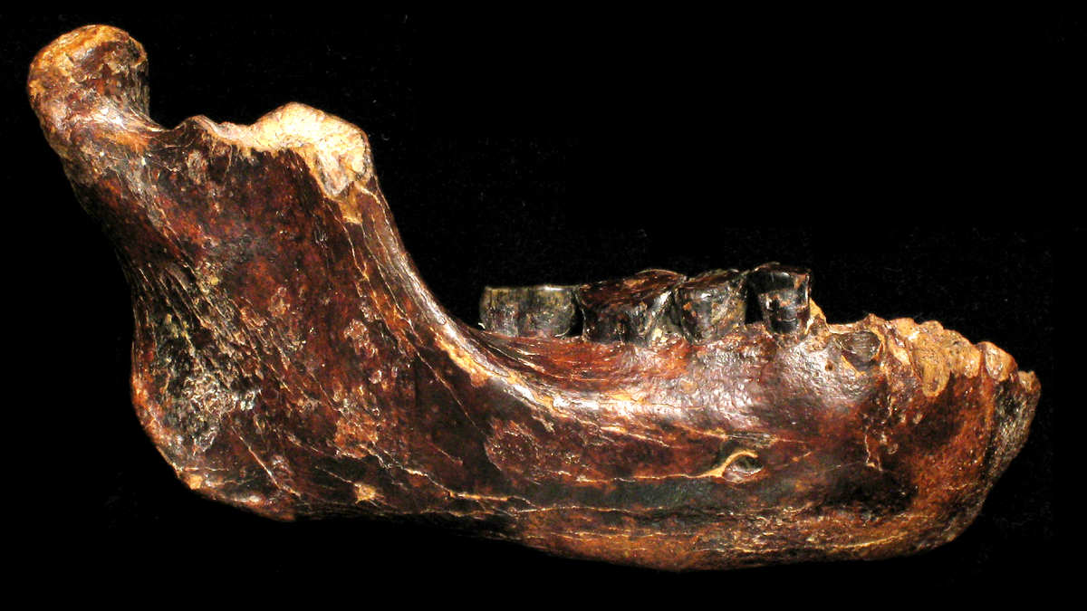 Ancient jawbone dredged off Taiwan seafloor belongs to mysterious Denisovan, study finds