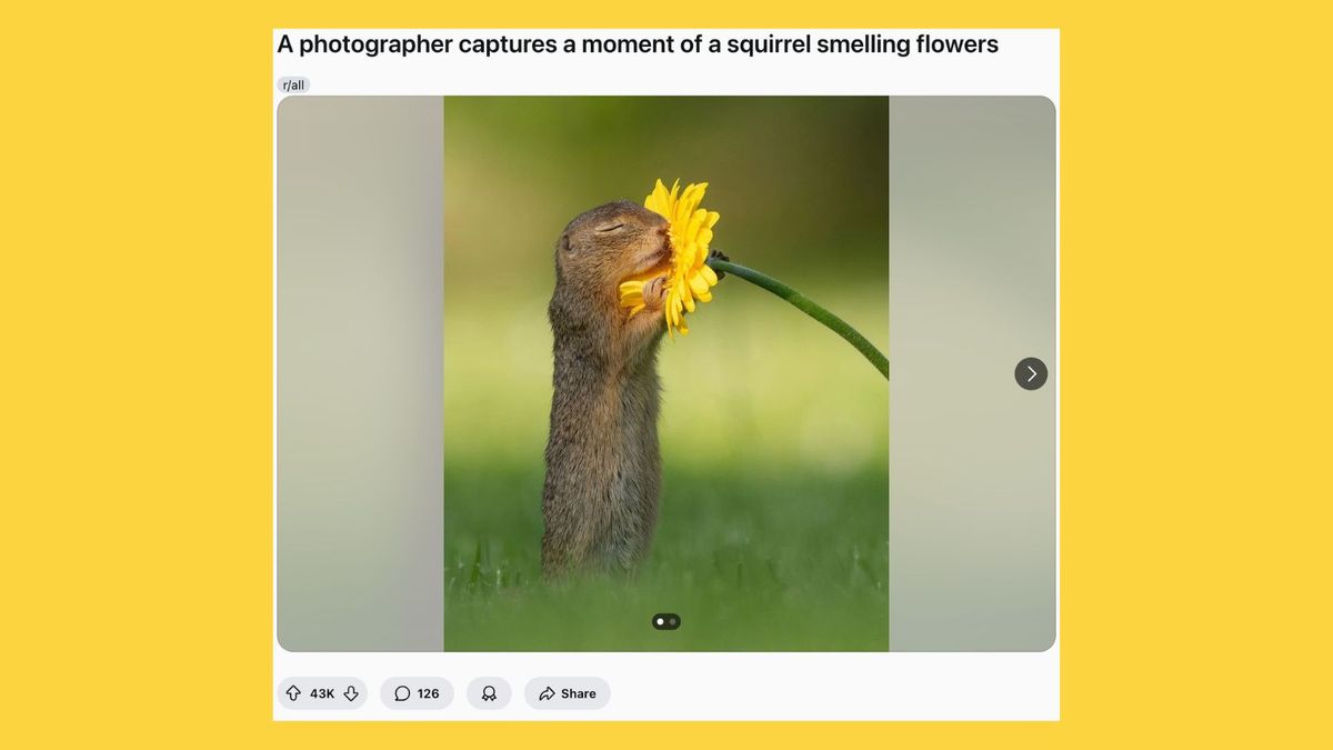 Authentic Photos of Squirrel ‘Stopping to Smell Flower’?
