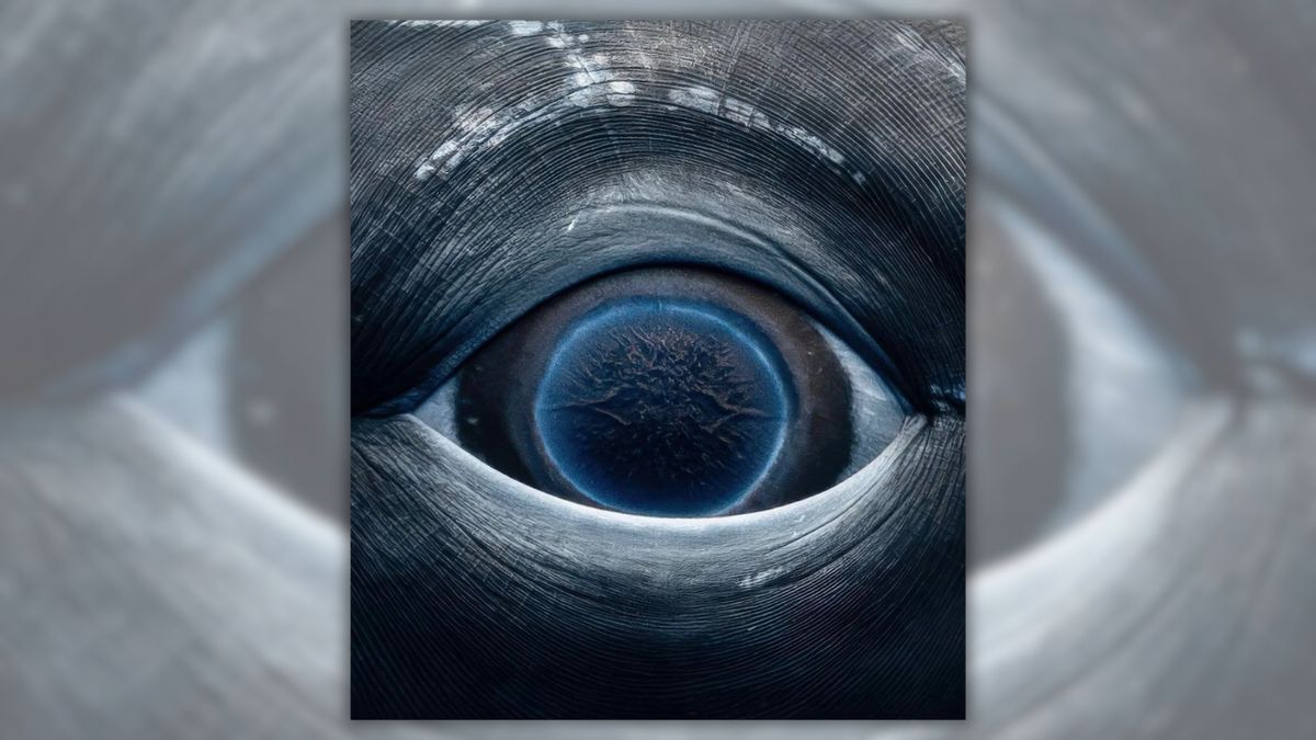 Image Really Shows Eye of Humpback Whale?