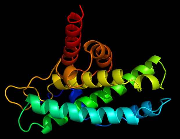 Study reveals opposing roles of two proteins in Huntington’s disease