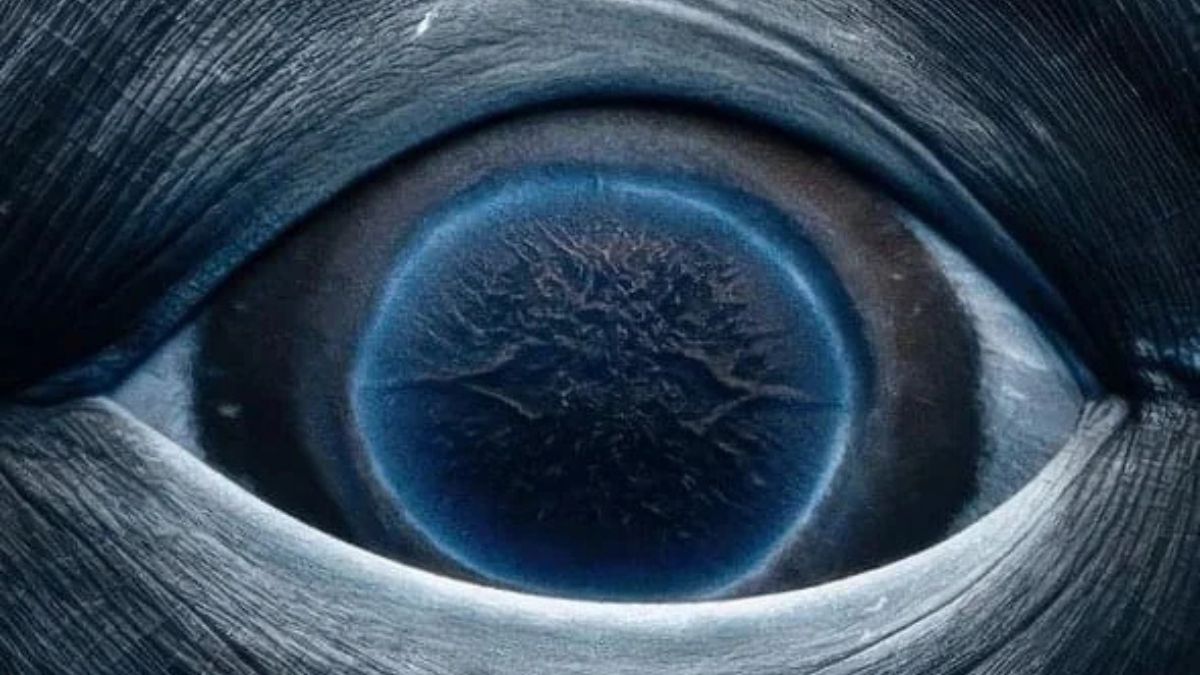 Photo Genuinely Shows Humpback Whale’s Eye?