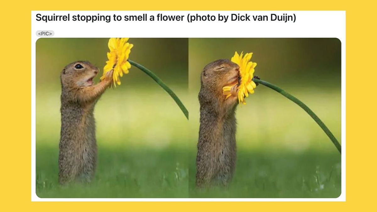 Real Pic of Squirrel ‘Stopping to Smell Flower’?