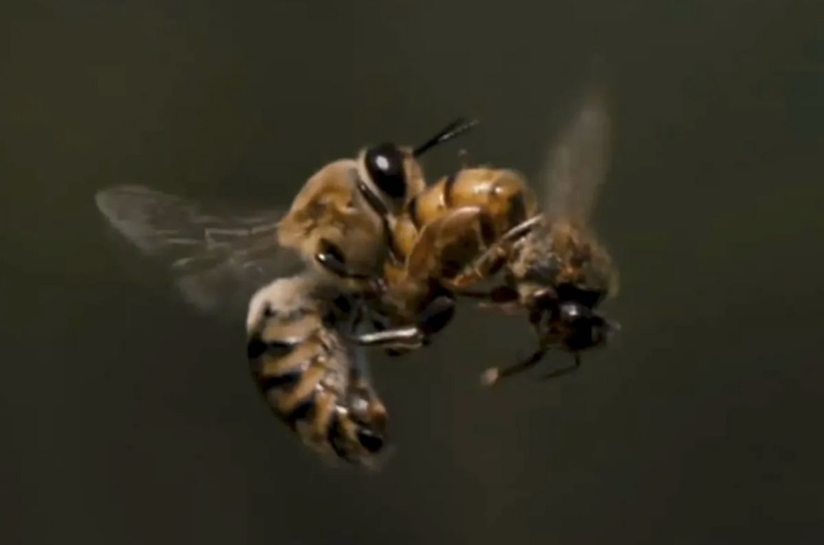 Video Shows Male Drone Bee Dying After Ejaculation?