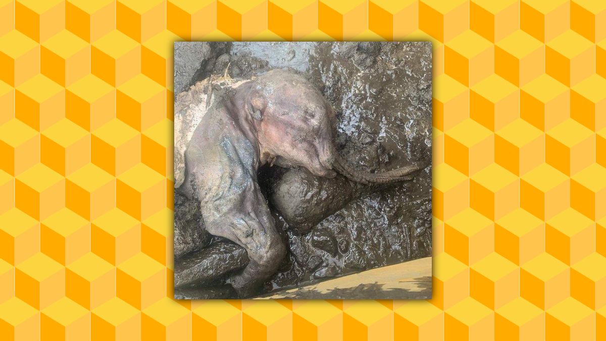 Picture Shows Baby Mammoth Remains Discovered After 30,000 Years?