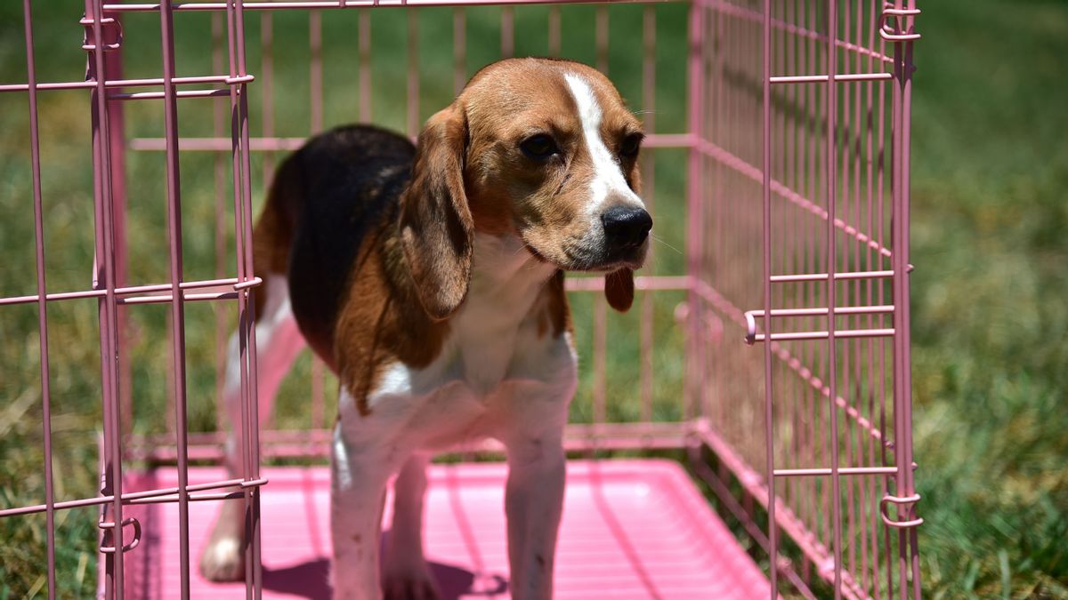 Trump’s NIH director said agency ‘got rid’ of all beagle experiments on campus. Here’s what we know