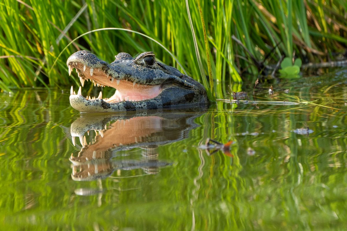 Black Babies Were Used as Alligator Bait in the American South?