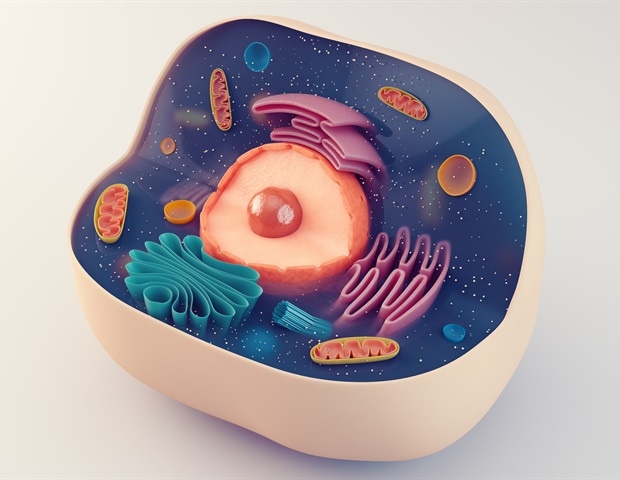 Next-generation “armored” CAR T cell therapy shows promising results in lymphoma patients