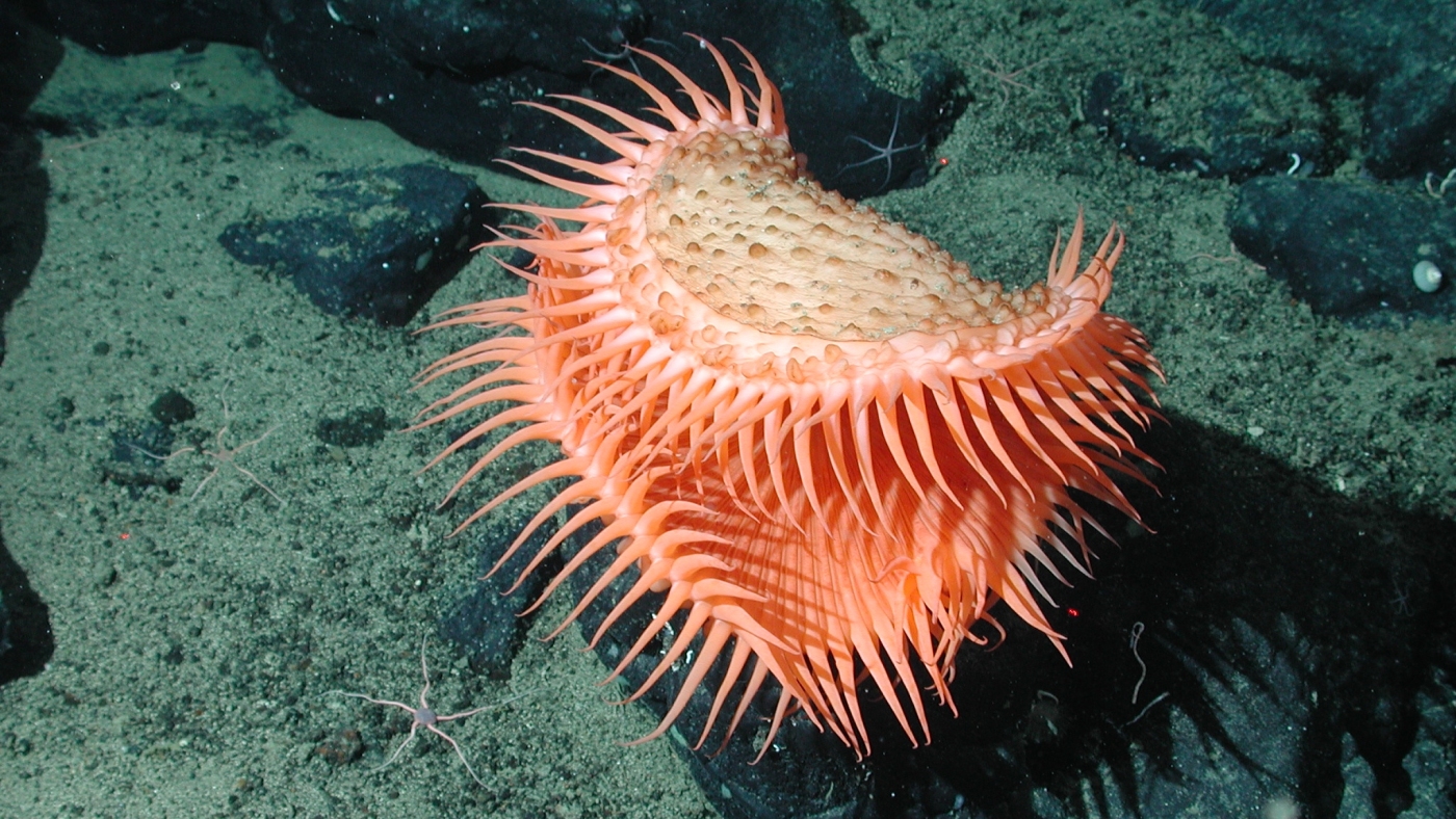 Humans still haven’t seen 99.999% of the deep seafloor