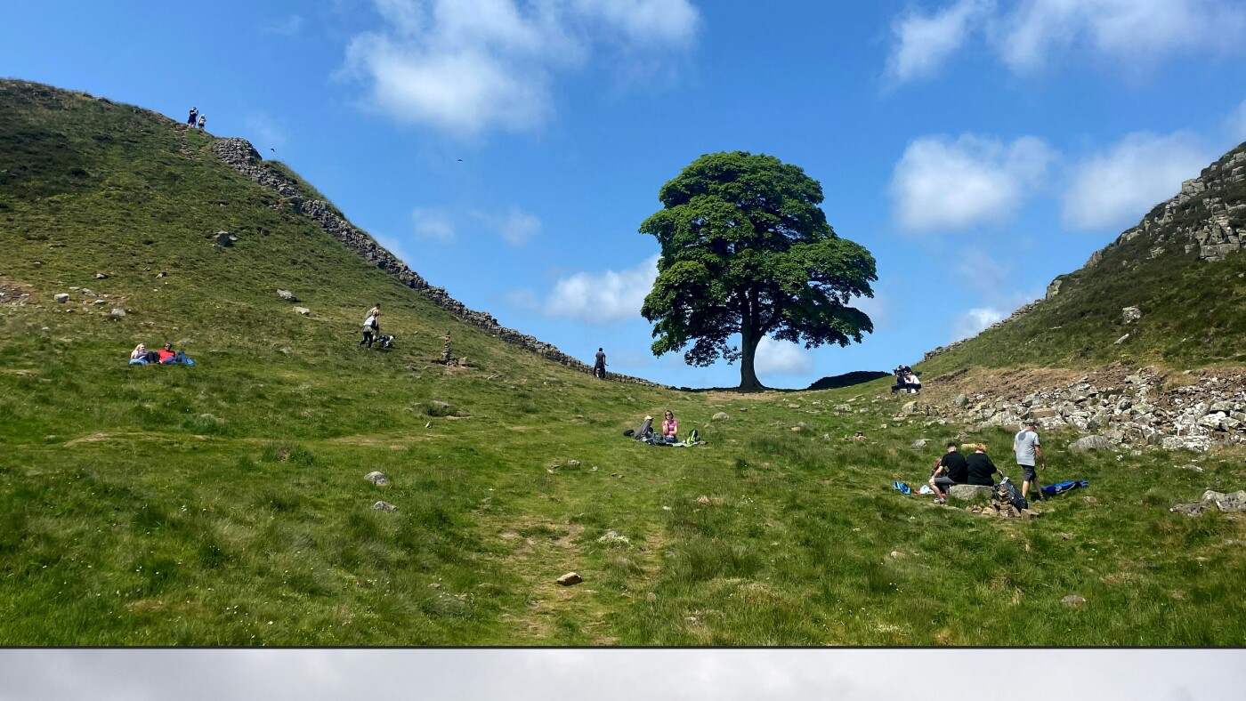 U.K. jury convicts two of sawing down beloved Sycamore Gap tree in ‘moronic’ vandalism