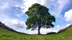 How a park ranger alerted world to Sycamore Gap tree’s fate