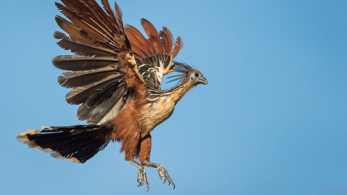 Hoatzin: The strange ‘stinkbird’ born with clawed wings that appears to be an evolutionary ‘orphan’