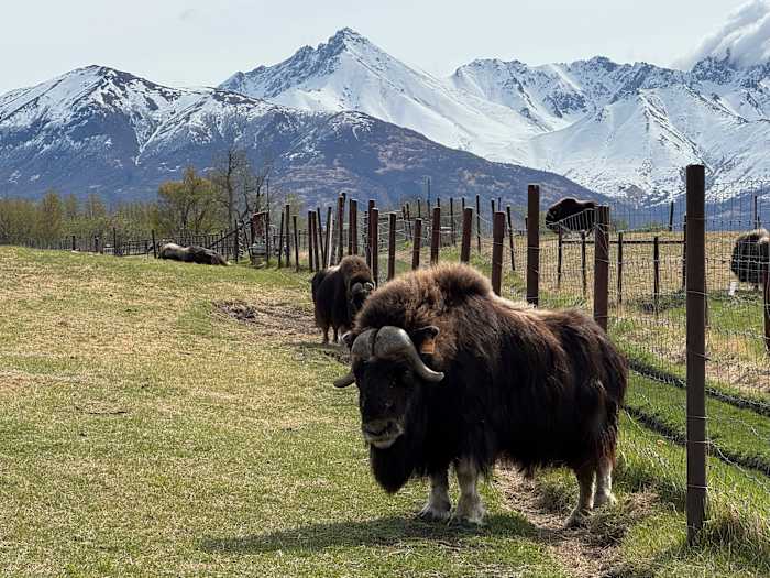 An Alaska Mother’s Day tradition: Mingling with ice age survivors on a farm