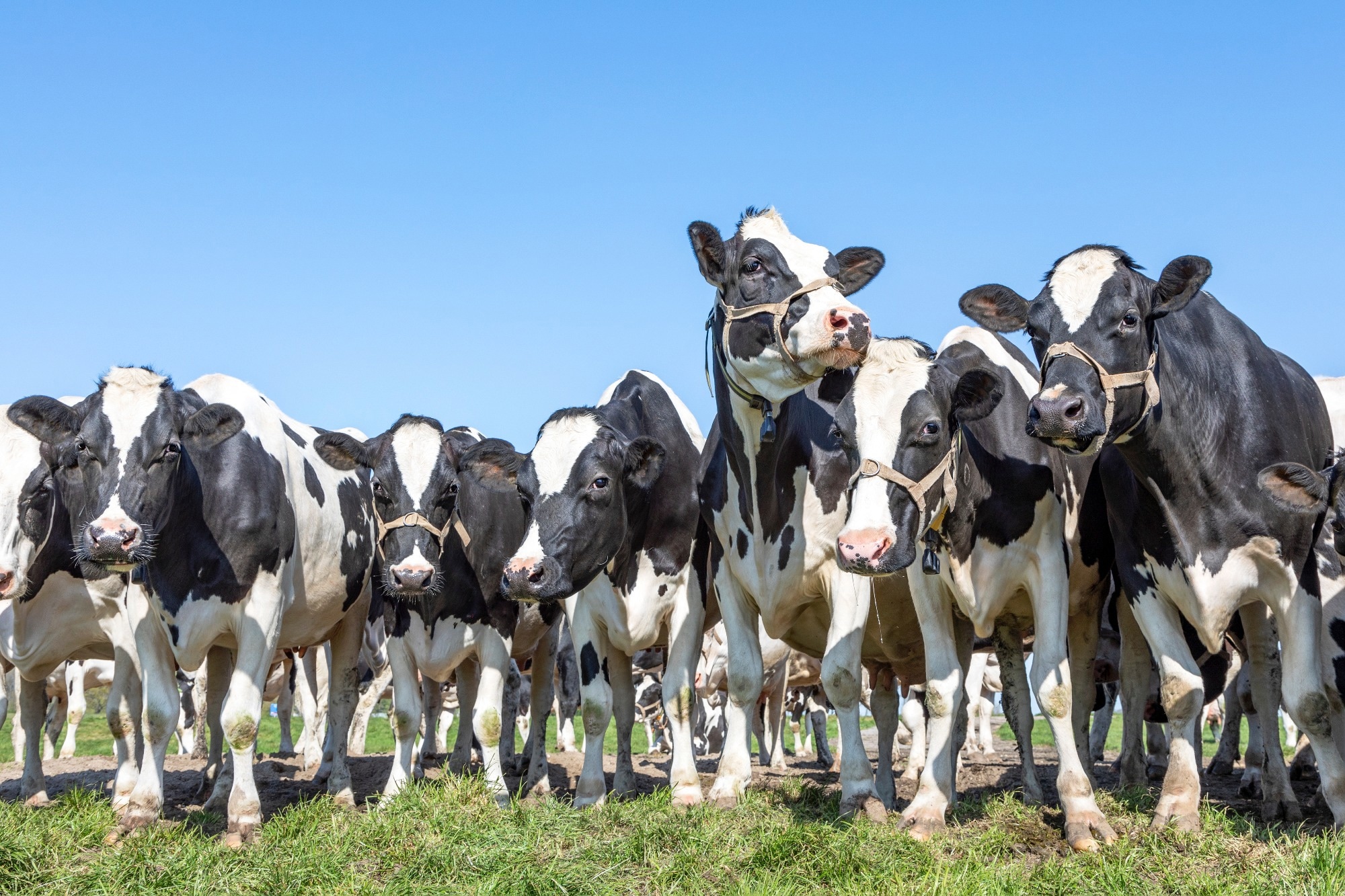 New model reveals H5N1 is spreading undetected in US dairy herds