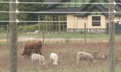 Man ‘beaten to death by kangaroo’ after entering enclosure for ‘roughhousing’