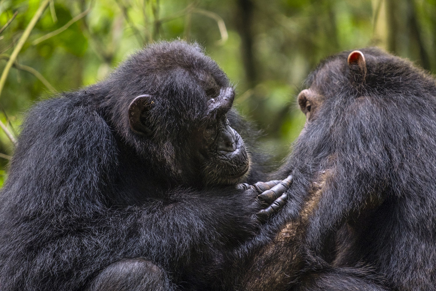 Chimps use medicinal plants to treat their wounds