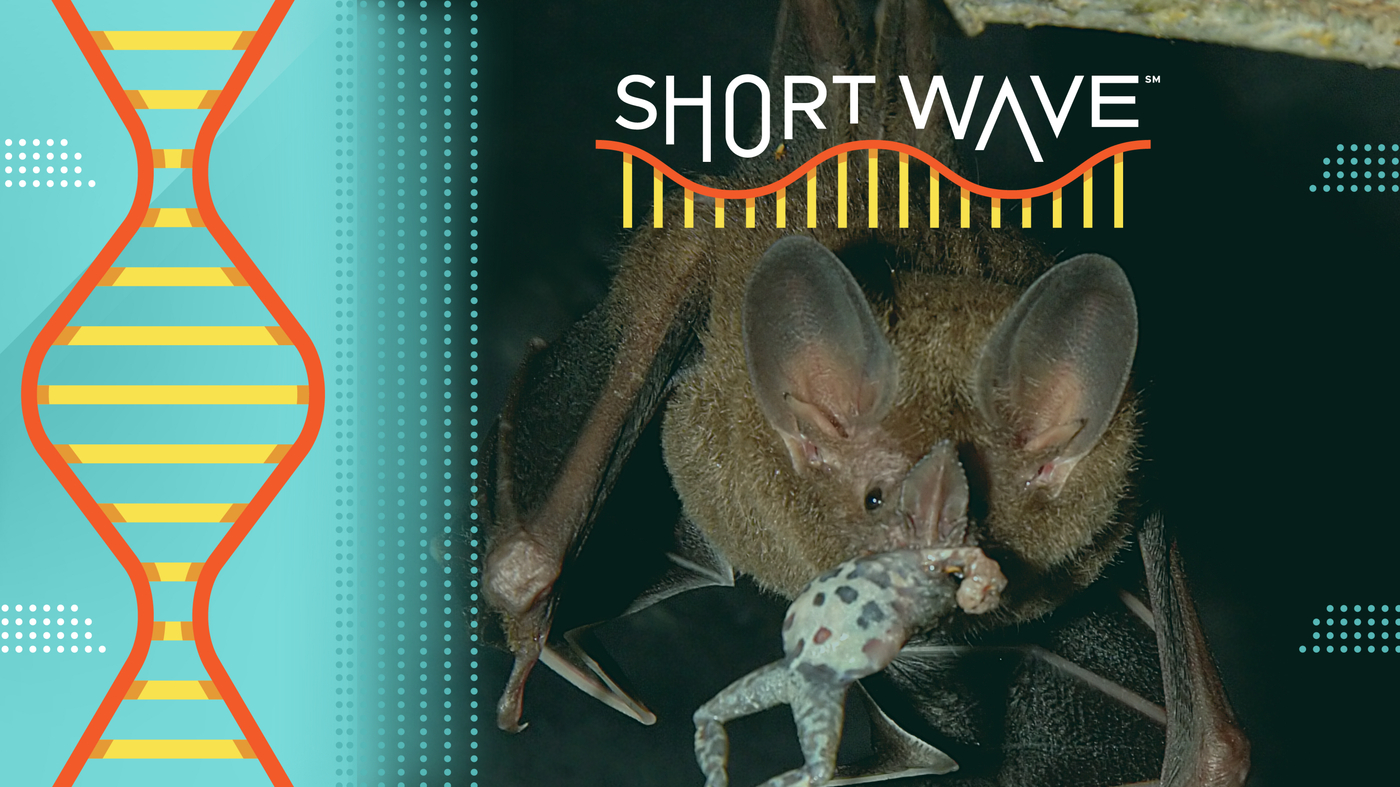 Hunt like a bat! How baby bats learn to eavesdrop on their next meal