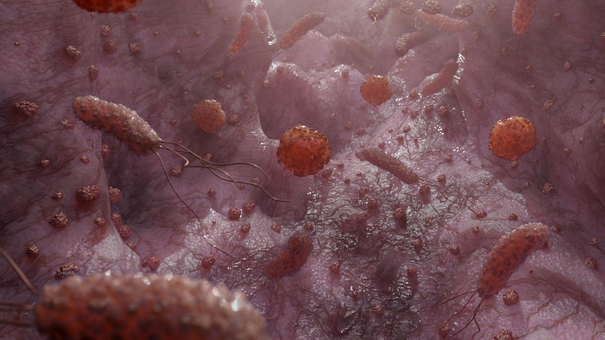 ‘Truly miraculous’: Common gut microbe shows promise as fatty liver disease treatment