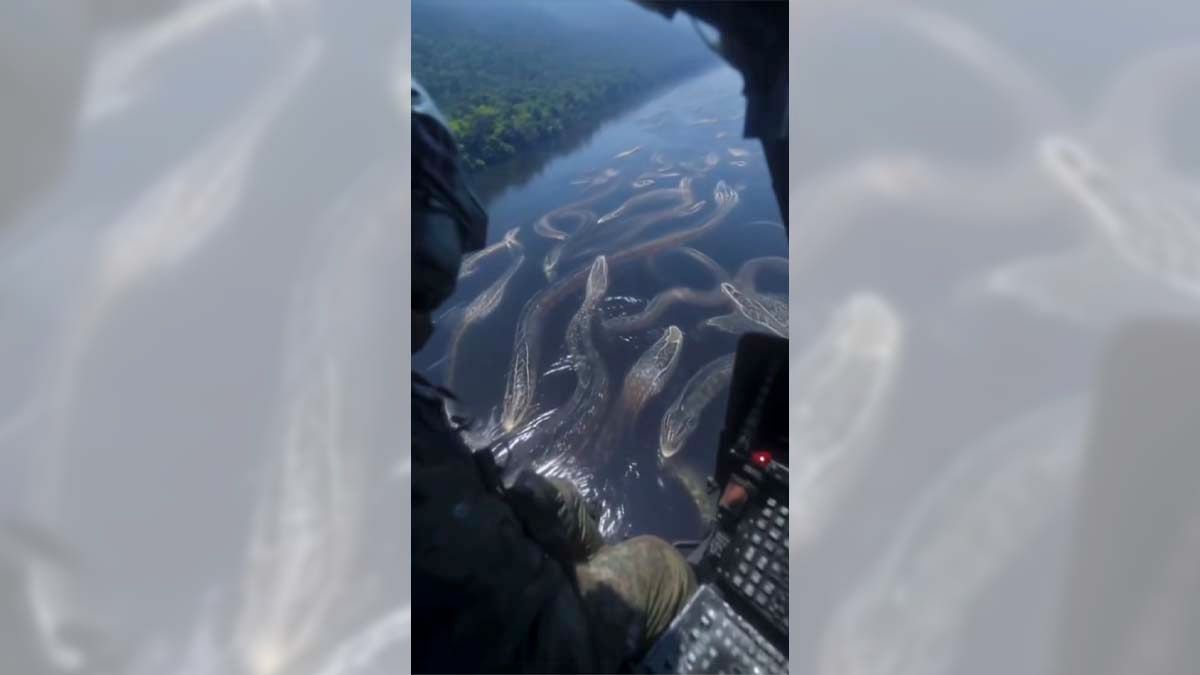 Video shows helicopter pilot’s discovery of massive anacondas swimming in river?