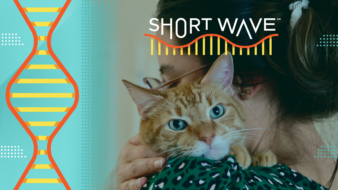 The DNA secret behind orange cats