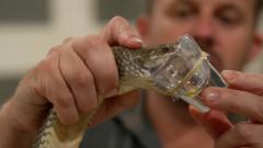 The poison paradox: How Australia’s deadliest animals save lives