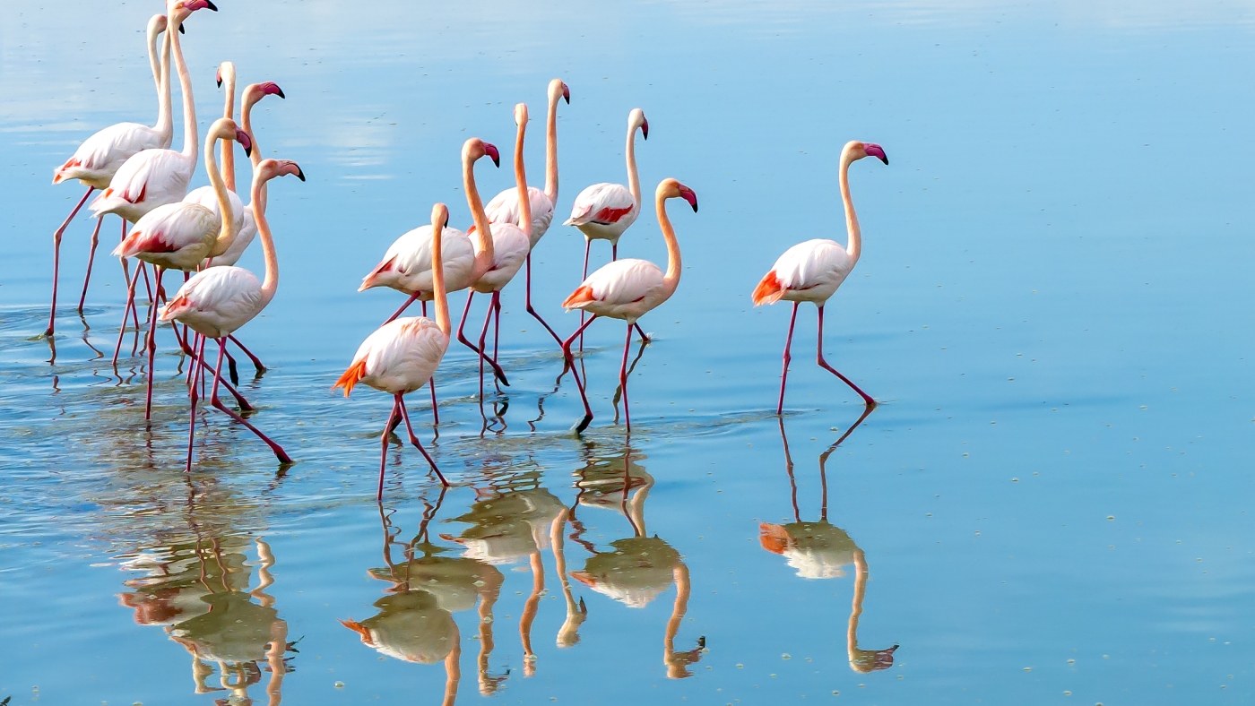 Scientists have figured out why flamingos are such weird eaters