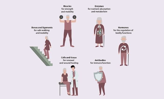 Karger Publishers releases free-access eBook “Healthy Aging”