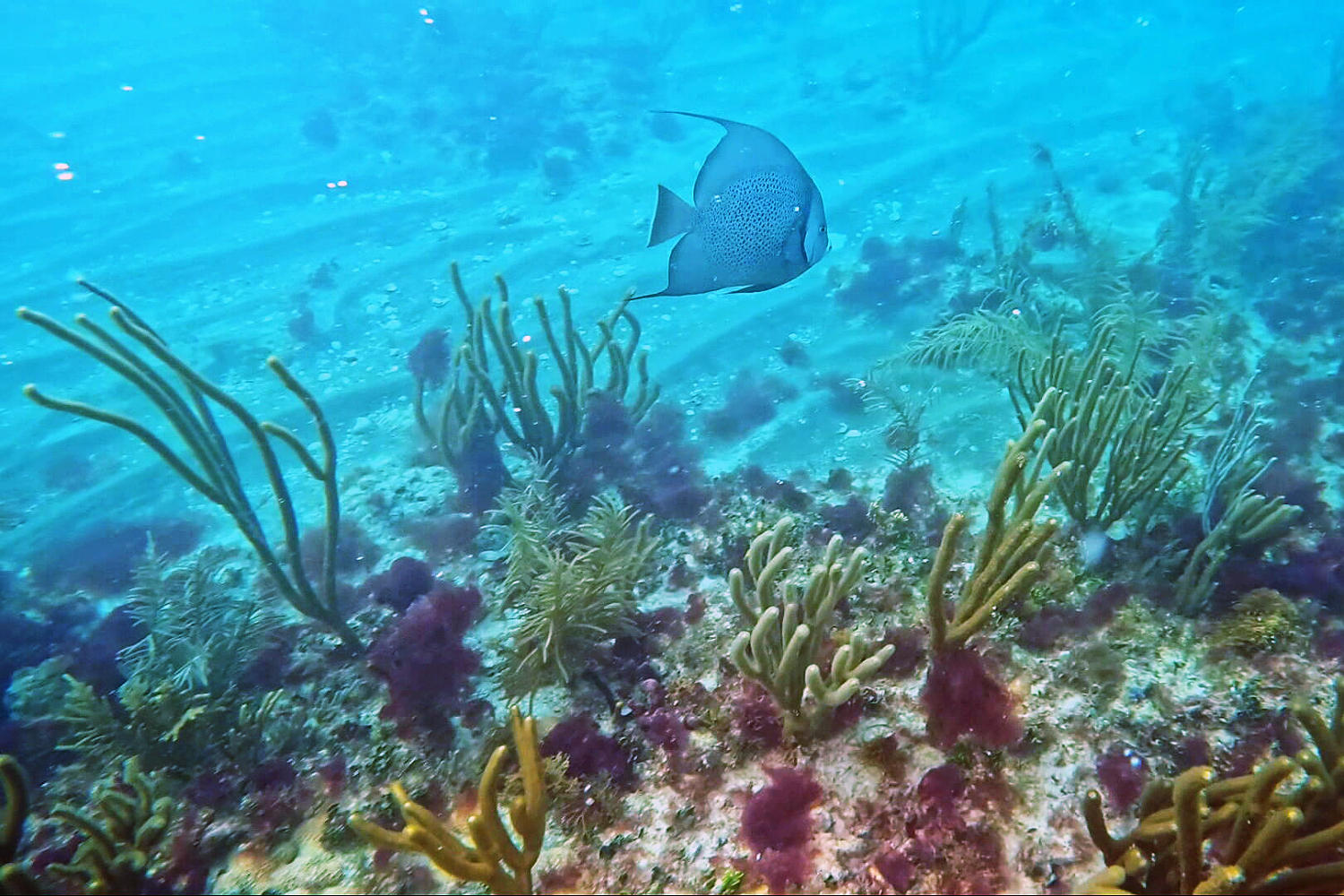 A new Miami Beach underwater art installation aims to help coral thrive
