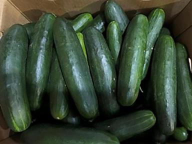 New salmonella outbreak tied to same Florida grower with tainted cucumbers last year