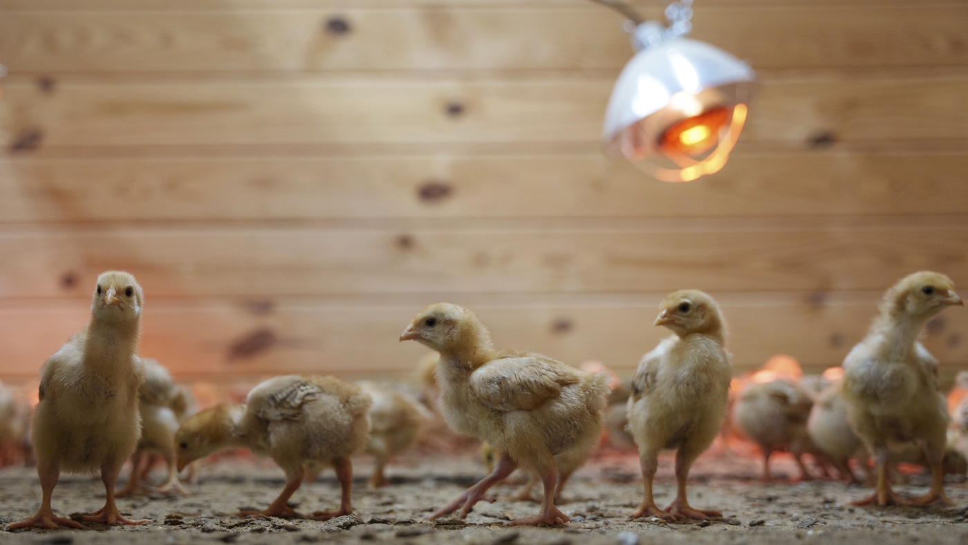 12,000 chicks found abandoned in postal truck raise concerns about animal shipping