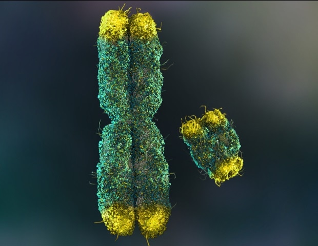Exploring the link between microbial balance and aging mechanisms