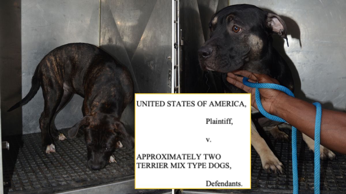 Yes, ‘Approximately 2 Terrier Mix Type Dogs’ Were Sued by US Justice Department