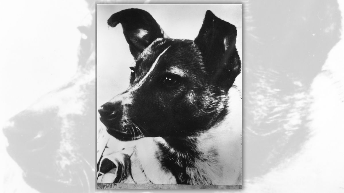 Photos Show Laika, the First Dog in Space?
