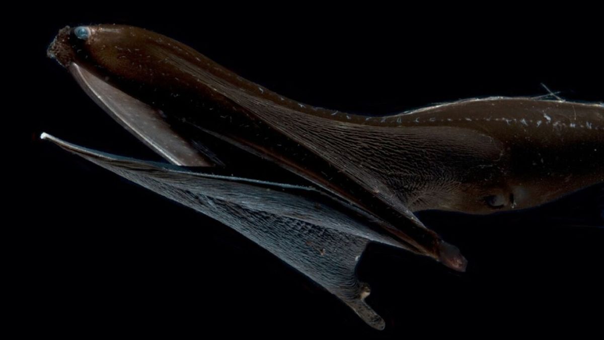 Pelican eel: The midnight zone ‘gulper’ with a giant mouth to swallow animals bigger than itself