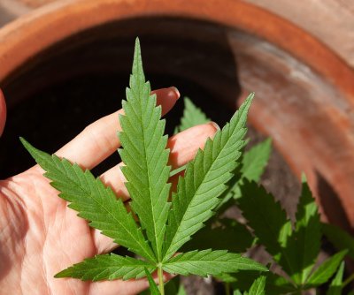 Texas lawmakers approve full THC ban