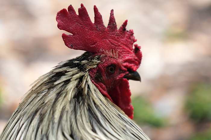 wild-chickens-take-over-miami-while-some-embrace-roosters-as-a-cultural-symbol