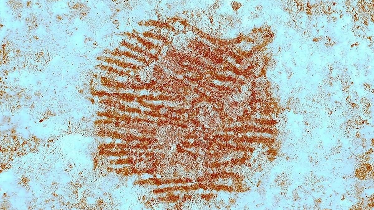 43,000-year-old human fingerprint is world’s oldest — and made by a Neanderthal