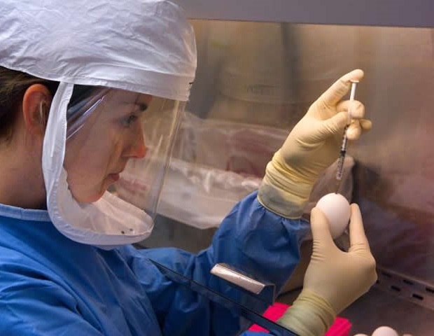 Genetic evolution of plague bacterium may have prolonged historic pandemics