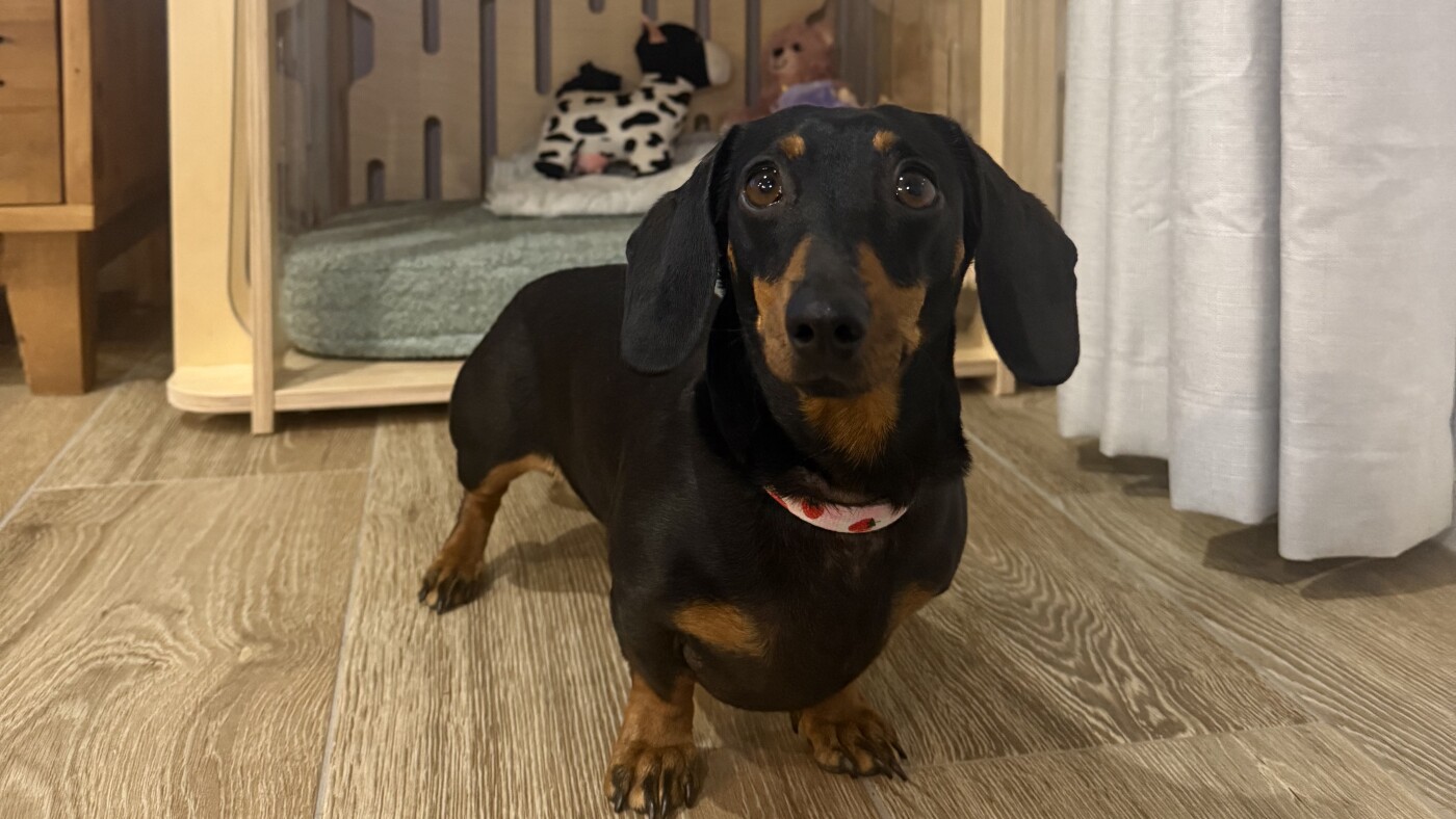 After 529 days alone in the Australian bush, Valerie the mini dachshund is home