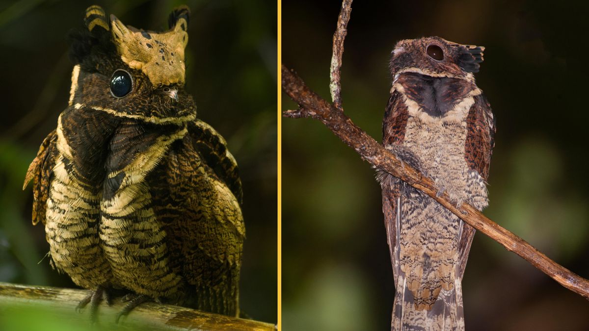 Great eared nightjar: The ‘baby dragon’ bird that lays its eggs on the floor