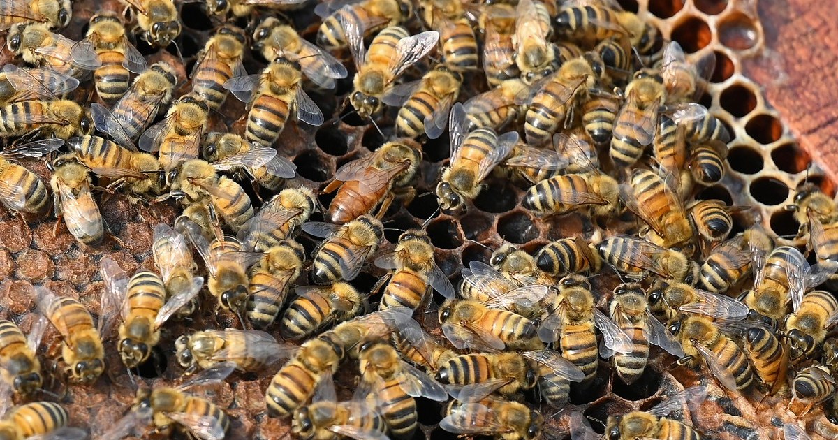 Truck accident unleashes 250 million honeybees in northwestern US
