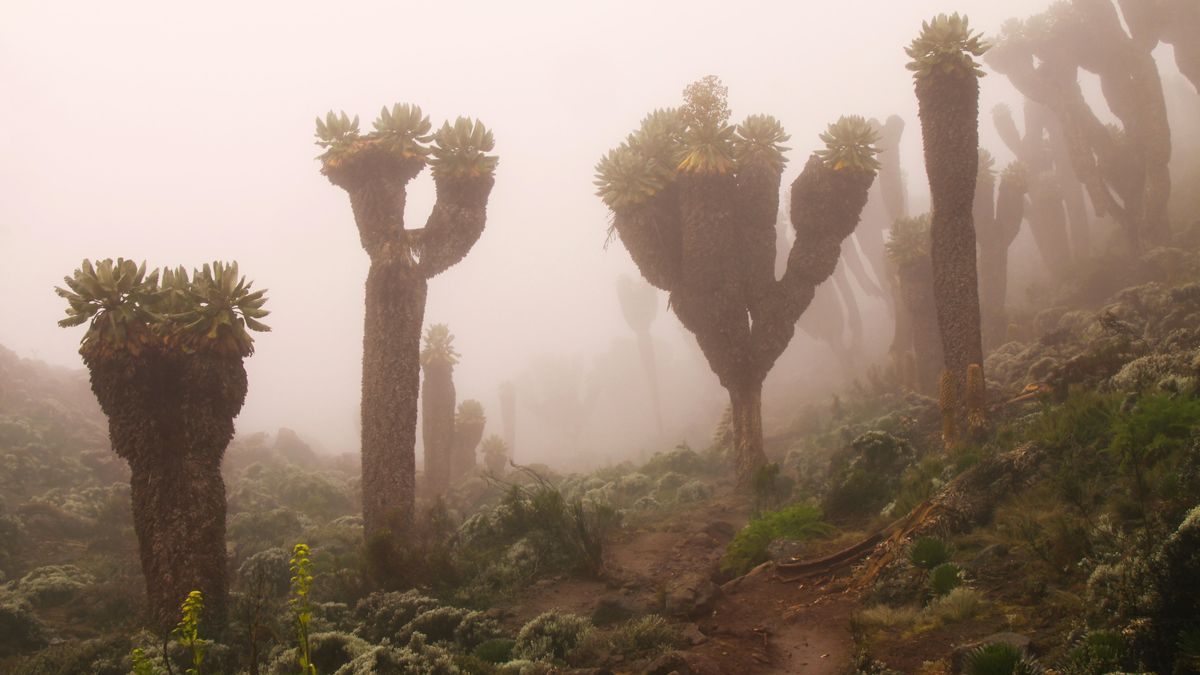 Kilimanjaro’s giant groundsels: The strange plants that thrive on Africa’s tallest mountain
